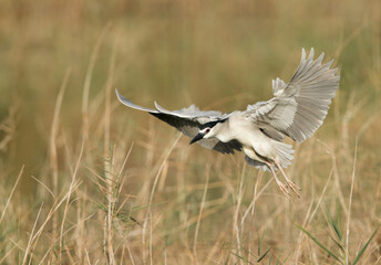 Black-crowned Night Heron landing with wings open