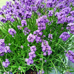 Lavender flowers