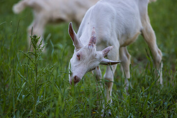 Obraz premium Saanen Goat baby grazing in spring