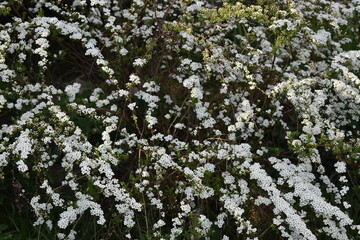 white flowers in a field