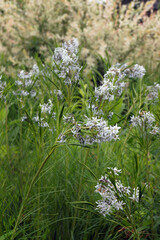 Vertical image of a side view of Arkansas bluestar (Amsonia hubrichtii) in flower, with a clump of...