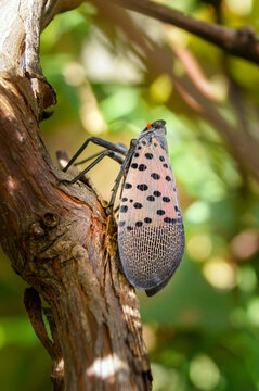 Vertical image of adult spotted lanternfly (Lycorma delicatula) in mid-September (Bucks County, PA)