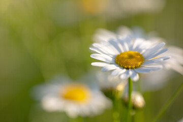 Camomiles. Flowers of the summer