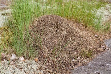 Ants nest in the forest
