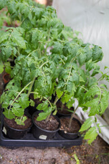 Tomato plants in a garden before being planted