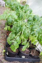 Tomato plants in a garden before being planted