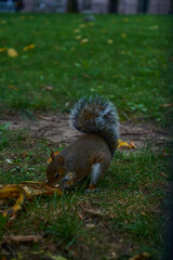 Squirrel on the grass in the park eats an acorn and nut