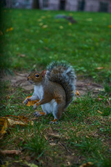 Squirrel on the grass in the park eats an acorn and nut