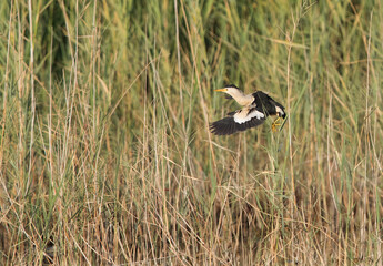 Little Bittern flying in the grasses, Bahrain