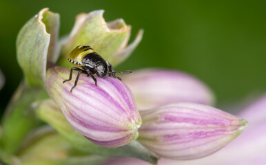 Nimf of Greenshield Bug