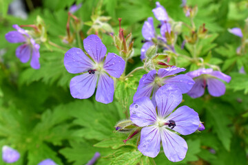 Wild Alaskan geraniums add beautiful colors to the boreal landscape.