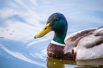 duck on the water