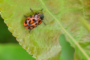 Chrysomela falsa is a species of leaf beetle in the family Chrysomelidae.