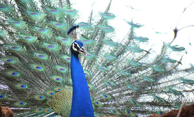 Peacock Colorful Dance with Feathers Open