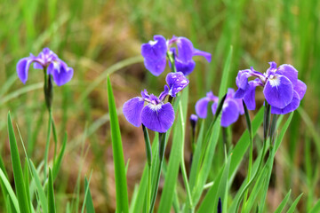 Wild Alaska iris are beautiful, showy flowers