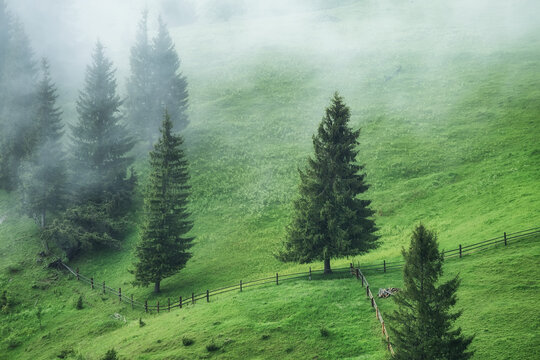 Foggy forest in the mountains. Landscape with trees and field. Landscape after rain. A view for the background. Nature - image