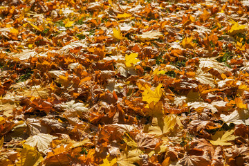 Fallen maple leaves on the ground.