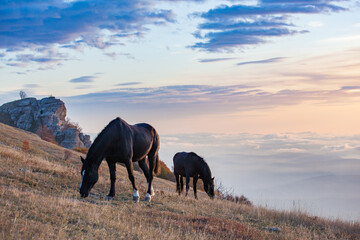 A pair of horses grazes on a mountain above the clouds