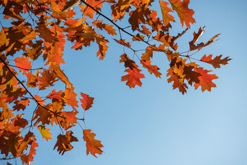 Colorful Autumn Leaves against blue sky