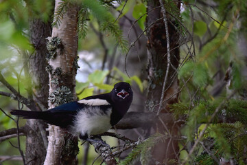 An immature black-billed magpie makes a raucous noise.