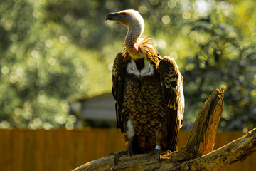 portrait of a vulture standing on a dead tree trunk