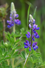 Lupinus nootkatensis, the Nootka lupine, is a perennial plant of the genus Lupinus in the legume family, Fabaceae.