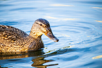 duck in water