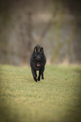 puppy of schipperke is running on road. She is so happy and crazy dog. She loves moving.