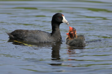 American Coot feeding a pair of babies - 359262237