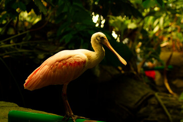 A spoonbill bird standing in jungle
