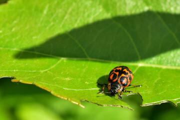 Chrysomela falsa is a species of leaf beetle in the family Chrysomelidae.