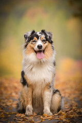 Portrait of Australian shepherd with amazing background. Amazing autumn atmosphere in Prague.