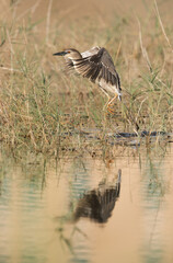 Black-crowned Night Heron, Buhair lake, Bahrain