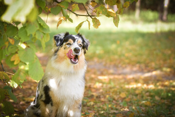 Fototapeta premium Portrait of Australian shepherd with amazing background. Amazing autumn atmosphere in Prague.