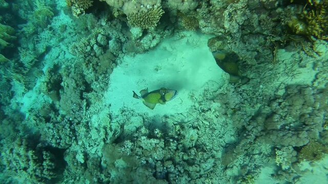 Two Triggerfishes swimming by the reef in the Red Sea in Egypt.