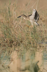 Black-crowned Night Heron flying