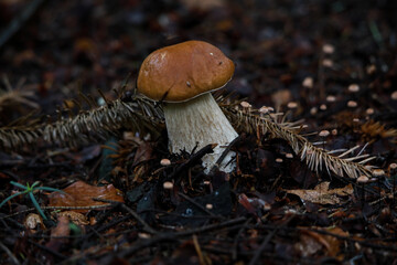 GRZYBY © marcinbawiec