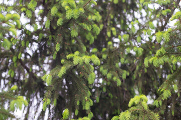 Young needles of green spruce in spring