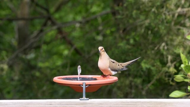 Mourning dove single bird sitting perched on solar panel water fountain attached to wooden railing deck or porch of house in Virginia summer drinking 