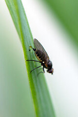 Adult allium leafminer (Napomyza gymnostoma or Phytomyza gymnostoma)
