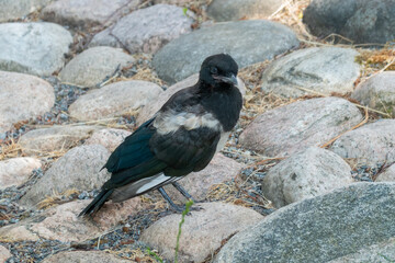 Juvenile Magpie