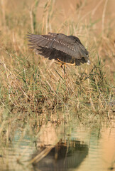 Black-crowned Night Heron at Buhair lake