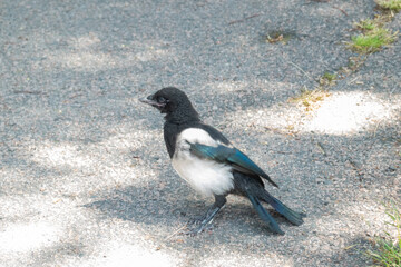 Juvenile Magpie