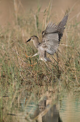 Black-crowned Night Heron at Buharin lake, Bahrain