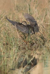Black-crowned Night Heron landing, Bahrain