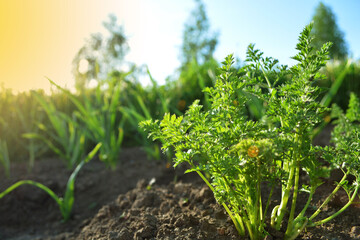 Green carrot seedlings in the vegetable garden On the Sunset. Home growing vegetables in spring time. Free copy space. 