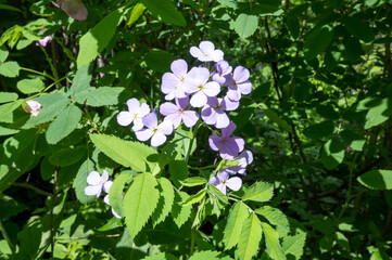 Herperis, or nocturnal violet (lat. Hesperis), Reutov, Moscow region, Russian Federation, June 06, 2020