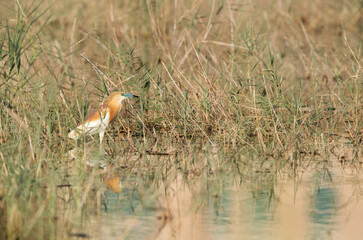 Squacco Heron in Buhair Lake, Bahrain