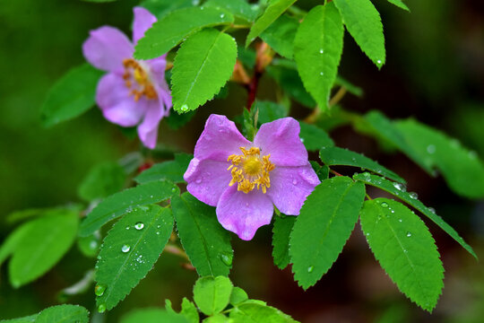 Alaska's wild roses bring beauty to the boreal landscape.