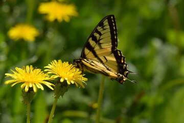 A tiger swallowtail butterfly feeds on a dandelion.